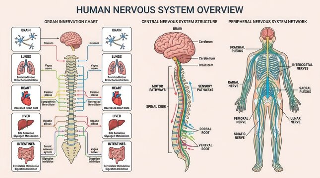 The human nervous system overview illustration shows brain, spinal cord, and body