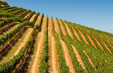 Obraz premium Sunlit vineyard rows in South Africa