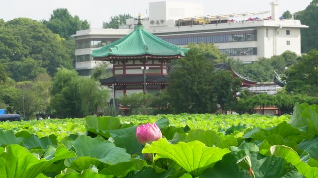 夏の上野恩賜公園・不忍池で咲く蓮の花と弁天堂