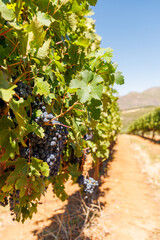 Obraz premium Ripe grapes on vine in South African vineyard