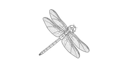 Dragonfly Line Art Vector Illustration © mabar
