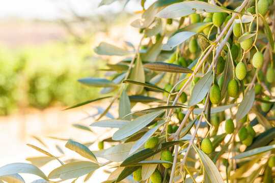 Olive trees on a sunny day