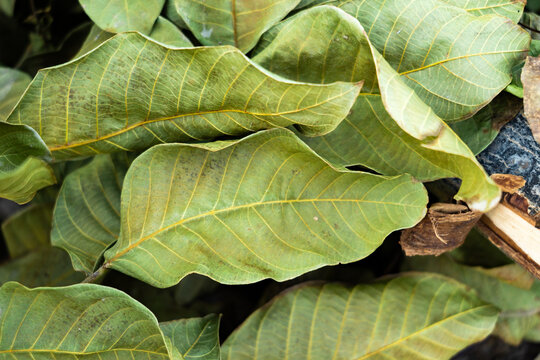 Close-up of green walnut tree leaves in autumn