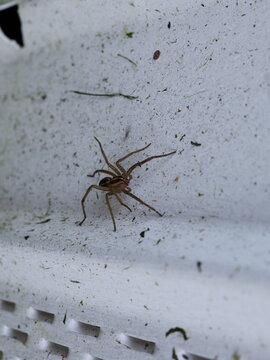 Rabid Wolf Spider Resting on White Outdoor Surface