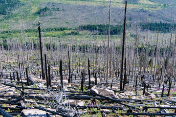 Obraz premium Devastated mountain slope with charred black tree trunks and dead spruce trees after a forest fire in Harz National Park, Germany.