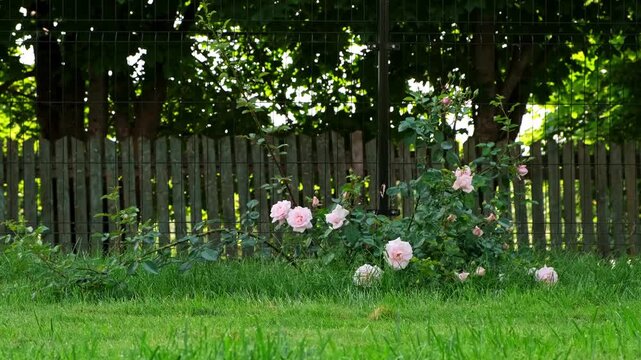 Pink rose flowers blooming in the garden on green grass and fence background. Variety of bush roses is New dawn. Lush buds with a delicate fragrance. Summer nature. Floral floriculture. HQ 4k footage.