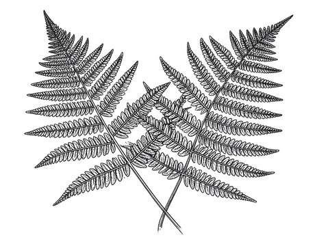 Vintage engraving style illustration of delicate fern leaves arranged symmetrically