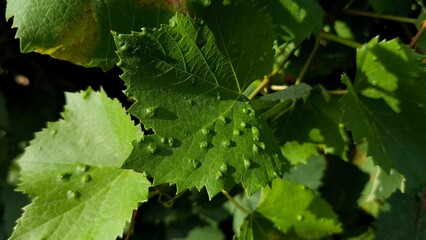 Grapevine leaf infected with grape erineum mite (Eriophyes vitis), showing typical blister-like galls and swelling on the surface in a vineyard. © Amarandei
