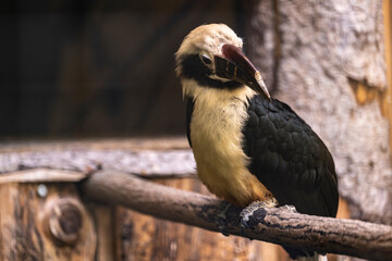 Black and white hornbill perched on a wooden branch inside rustic habitat with warm tones and detailed plumage © JairoMZ