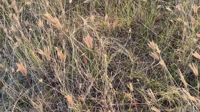 High Angle Panning Shot of Wild Grasses and Dry Weeds