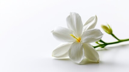 Fototapeta premium Elegant white flower isolated on white background. Botanical beauty perfect for spa and cosmetic design.