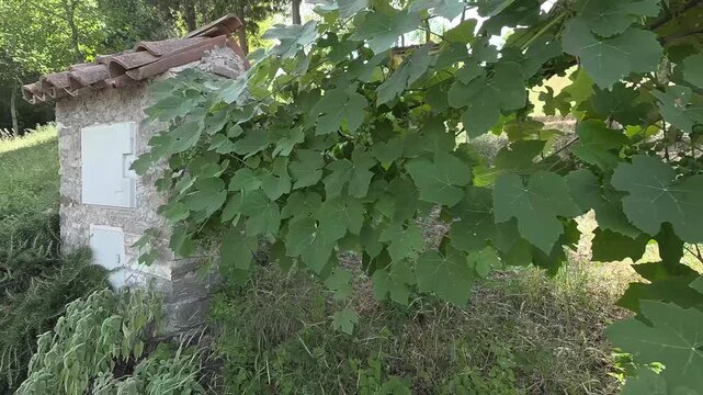 Vigneto