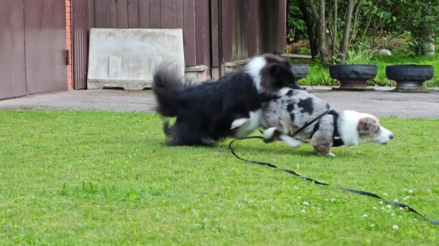 Playful fluffy black and white dog and a blue merle corgi chasing each other on a green lawn, running and rolling on grass