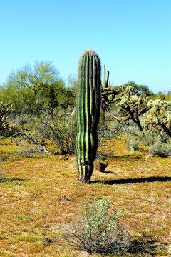 Young Saguaro Cactus Sonora desert Arizona