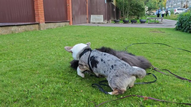 Playful spotted blue merle corgi jumping on top of a fluffy black and white dog rolling on its back on a green lawn, funny pet interaction
