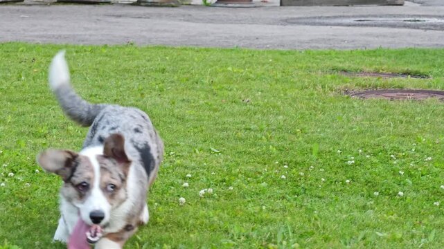 Happy playful blue merle corgi puppy running fast directly towards the camera on green grass, showing pure joy and vital energy in smooth slow motion