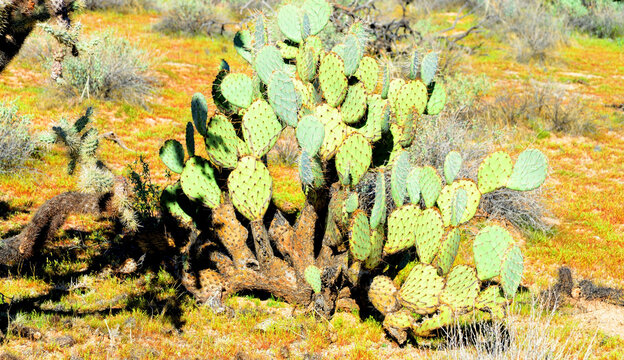 Prickly Pear Cactus Sonora Desert Arizona