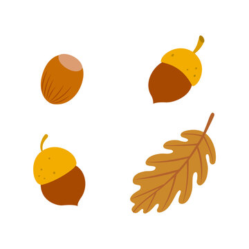 Autumn acorns and leaf elements. Set of autumn nature decorative elements vector illustration.