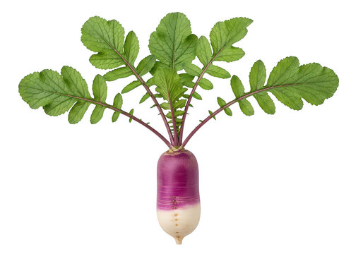 Fresh purple radish vegetable with green leaves isolated for healthy organic food cooking