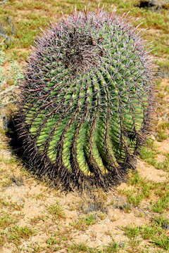Arizona Barrel Cactus Sonora Desert