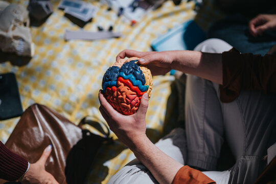 High school students hold a colorful anatomical brain model, studying its lobes and structure. The students examine the educational model together on a picnic blanket during an informal lesson.