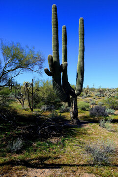 Old Saguaro Cactus Sonora desert Arizona