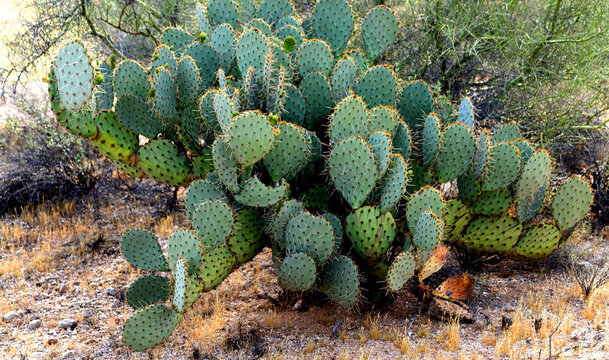 Prickly Pear Cactus Sonora Desert Arizona