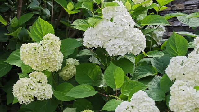 Beautiful white hydrangea arborescens flowers blooming on a lush green bush, gently swaying in a summer breeze in a garden