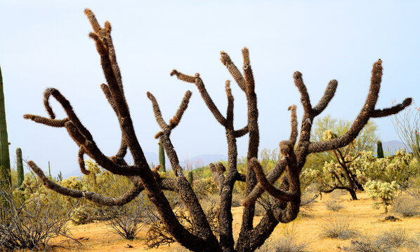 Cholla cactus, Sonora Desert, Mid Winter