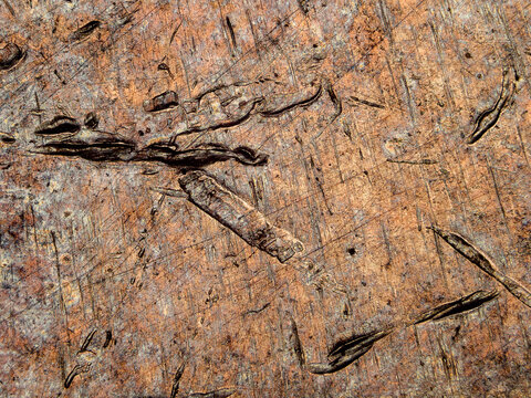 Microscopic view of scratches on a 1974 French 50 francs coin under microscope