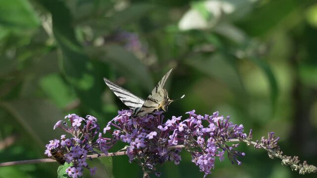 Striped swallowtail butterfly gathering nectar from purple buddleja flowers. Steady close-up shot capturing nature and pollination in a peaceful garden environment.