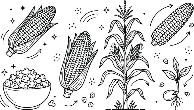 Corn growth cycle and agriculture line art vector set with cob plant seed popcorn stalk and kernels icon.