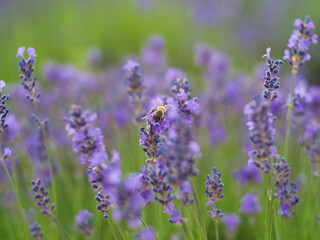 Obraz premium Lavender flower close-up with bee on it