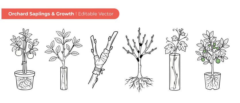 Tree sapling vector icons showing orchard plant growth stages, grafting technique, bare root trees, and potted apple citrus plants for agriculture, gardening, and botany education illustration.