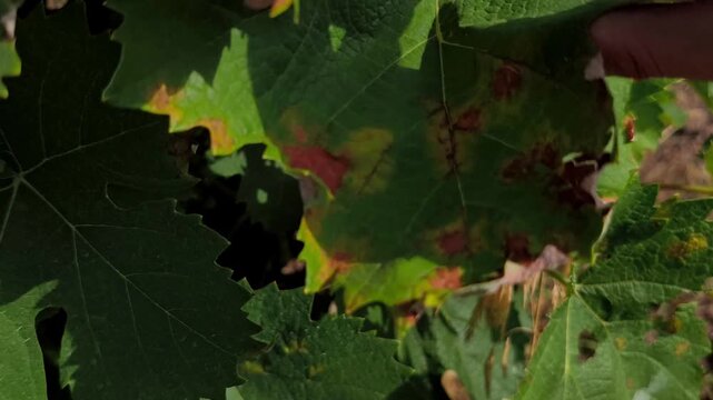Grapevine leaves infected with downy mildew (Plasmopara viticola) showing yellow spots and dry brown lesions in a vineyard.