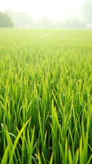 Fototapeta premium Gentle Grain Ocean