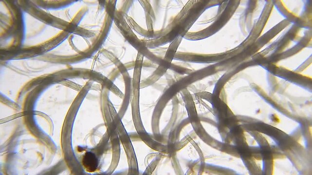 Microscopic background of dense nematode roundworms intertwined in water droplet under 100x brightfield magnification