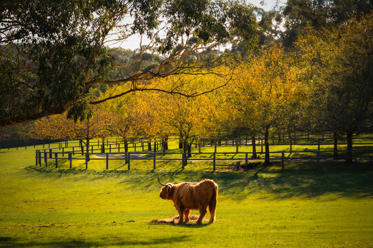 Landscape view of a lone highland cow feeding quietly in a pasture beneath the Australian autumn, Mount Macedone, Victoria, Australia