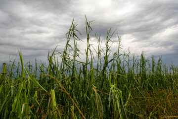 Naklejka premium Gewitter