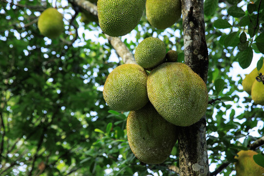 Green jackfruit grow on the Jack fruit tree
