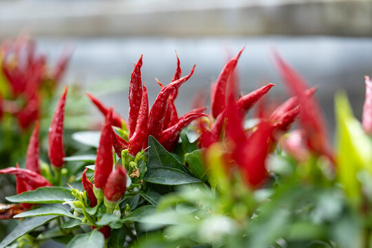 Ripe red chili peppers growing among green foliage with selective focus and soft bokeh. Ideal for spicy food, organic gardening, agriculture and fresh produce concepts.