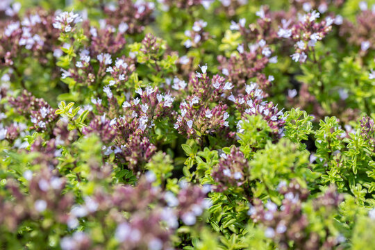 Flowering prostrate oregano with green leaves and delicate pale pink blossoms in a herb garden. Aromatic Mediterranean culinary herb growing outdoors with selective focus.