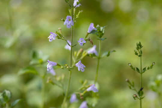 Purple flowers of Clinopodium nepeta (nepetella) growing in nature. Aromatic Mediterranean herb used in cooking and herbal traditions, photographed with selective focus and soft green bokeh.
