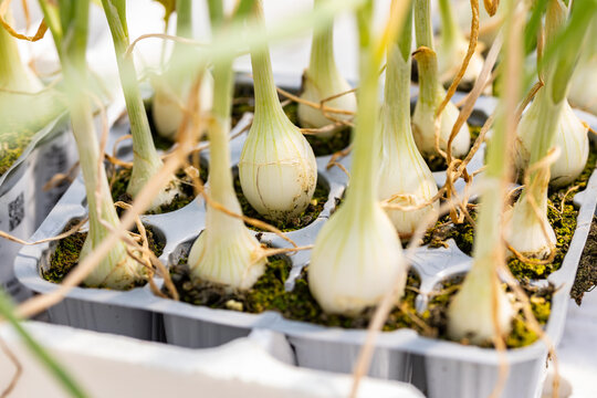 Young Allium fistulosum plants growing in seedling trays. Spring onion cultivation in a nursery, showing developing bulbs and green shoots before field transplanting.