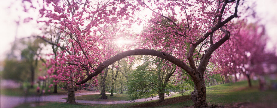 Panoramic view of pink cherry blossom tree in full bloom in Central Park, Manhattan, New York City