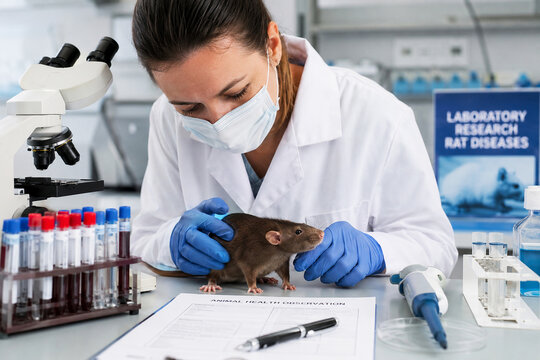 Scientist examining rat in laboratory. Woman researcher with face mask performing trial with animal for medical development. Biology study and disease testing for health science breakthrough.