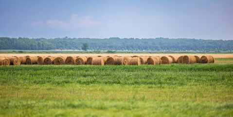 Round hay bales regrouped © Nicolas St-Germain