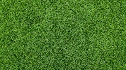Fototapeta premium Lush green grass texture, vibrant lawn background for landscaping. Fresh summer meadow field, natural turf surface for sports and gardening