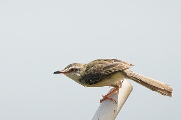 The common warbler inhabits large swamps in the wild in Thailand. © nopwaratch