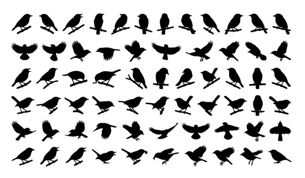 Bioko Batis Bird Silhouette Collection Black Wildlife Vector Isolated on White